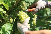 Vino, con 41 mln di ettolitri è la vendemmia più scarsa dal 1950