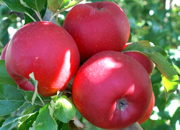 Mele in Alto Adige, un modello di agricoltura innovativa