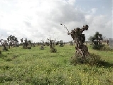 Xylella fastidiosa, sì al decreto per le misure di emergenza in conferenza Stato Regioni