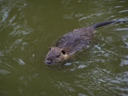 Emilia Romagna, Nutria: la norma che la esclude dalla fauna selvatica rende inapplicabili i …