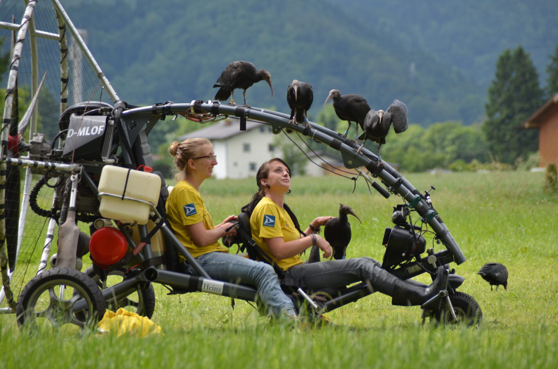Dall’Austria in Toscana, il volo migratorio degli Ibis con le “mamme adottive”