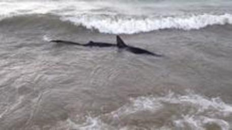 Uno squalo a riva a Castiglione della Pescaia, terzo avvistamento in due giorni