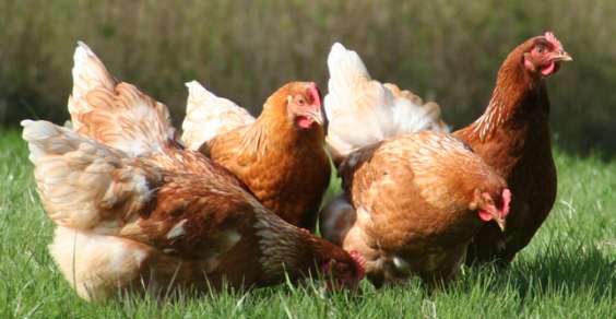 Maltrattamento animali. Conigli e galline in gabbie troppo piccole, denunciato allevatore