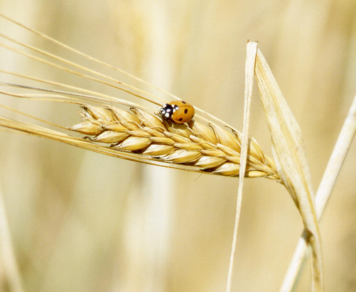 Cuore, dall’orzo arriva l’elisir che può aiutare i vasi sanguigni