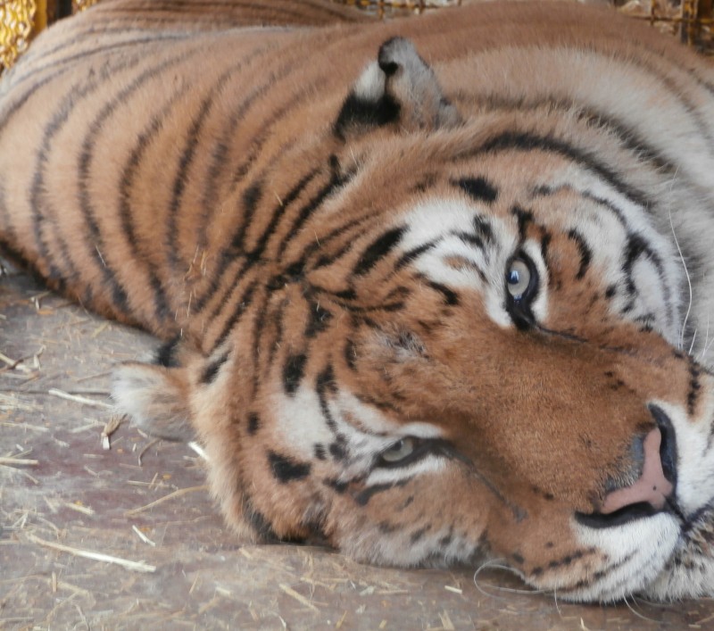 Nuova vita in Toscana per la tigre e il leone maltrattati in un circo. Scatta il toto-nome