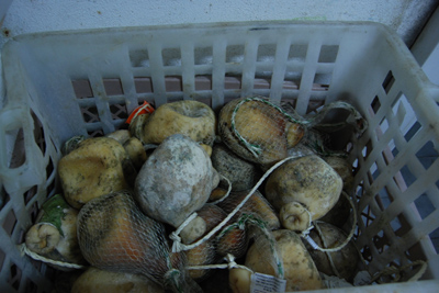 ‘Orrore in tavola’, sequestrate e distrutte da GdF oltre 4 ton. …