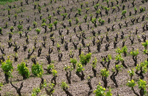 Patrimonio dell’Umanità: dall’Unesco primo sì per i vigneti ad alberello di Pantelleria