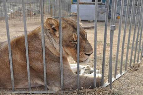 Animali maltrattati al circo in Costa Smeralda trasferiti al centro recupero di Semproniano