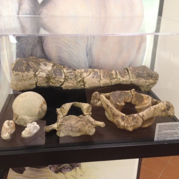 Museo Civico per la Preistoria, a Cetona ingresso gratuito fino al 30 novembre