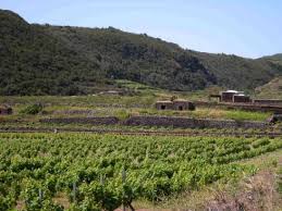 Un passito mondiale. La vite ad alberello di Pantelleria diventa patrimonio dell’Umanità