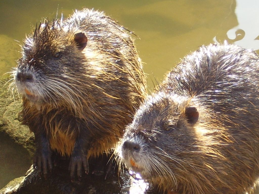 Contenimento di nutrie ed istrici a difesa degli argini dei torrenti
