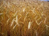 Clima ipoteca raccolti ma agricoltura sfoggia doti di resilienza