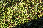 Olio d’oliva, dopo l’anno nero convocato tavolo con Regioni il 22 gennaio
