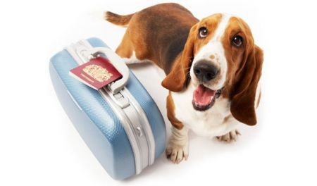 Toscana Pet friendly,  dall’estate 2015 pacchetti turistici per animali e padroni