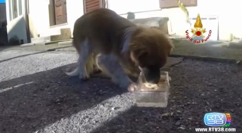 Cucciolo salvato dai pompieri a Lucca