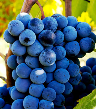 L’Italia ha la febbre. 2014 anno più caldo dal 1880. Vino aumentato di un grado in 30 anni