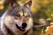 Emergenza predatori, a Siena incontro in Prefettura per risolvere problema