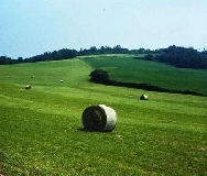 Lo sfogo di un agricoltore: ‘L’agricoltura muore per mancanza di scelte politiche non di risorse’