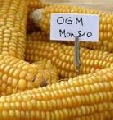 OGM, confermato diveto coltivazione MON810 con decreto Lorenzin Galletti, Martina