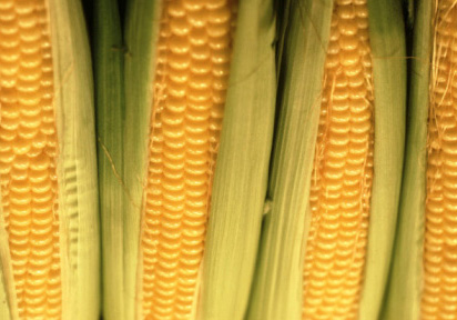 OGM: nel 2014 flop semine biotech in Europa (-3%)