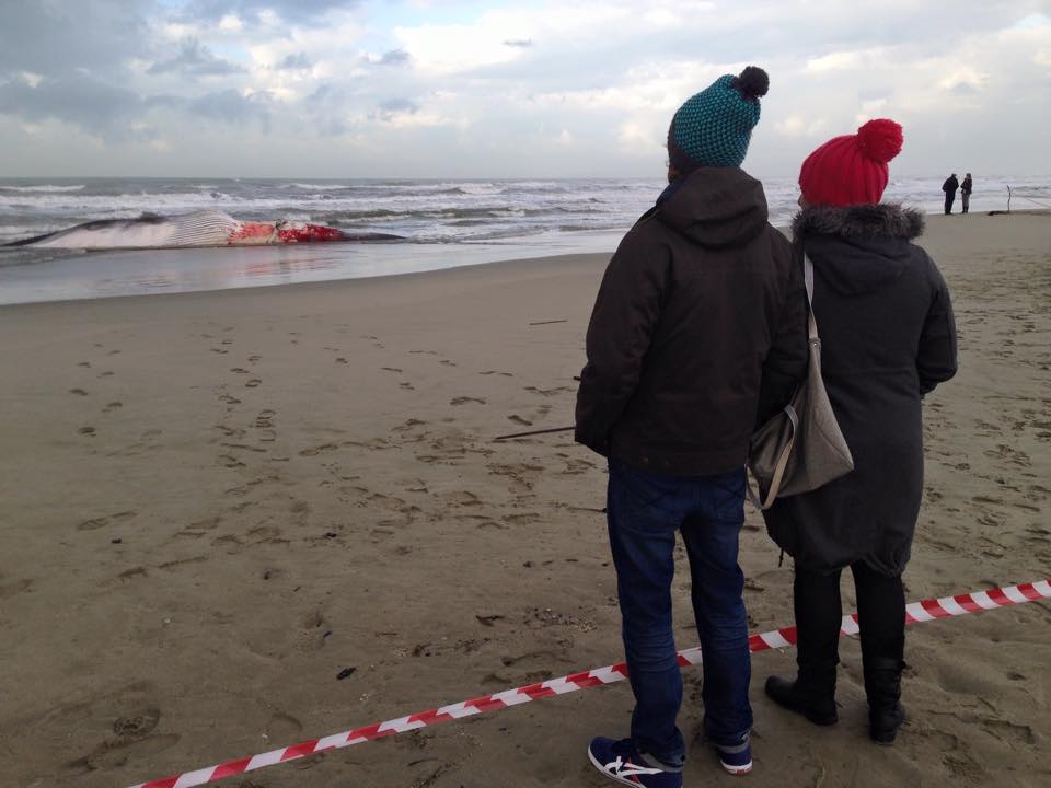 Balenottera spiaggiata a Lido di Camaiore. È l’animale avvistato a Livorno