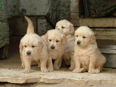 Cani guida per ciechi, in Toscana si cercano affidatari per cuccioli di Golden Retriever