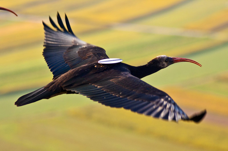La denuncia del Wwf. Esemplare di ibis eremita ucciso dai bracconieri
