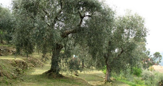 Non chiamatelo inverno. Solo tre notti con temperature sotto lo zero. E nel mese di marzo colture a rischio freddo e gelo