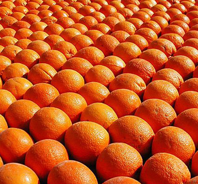 Rosarno, lo sfruttamento inizia da arance a 7 cent/kg