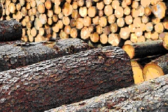 Conaf e Pefc contro traffico illegale legname