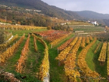 Toscana, le Città del Vino si sfidano con i Vini del Sindaco