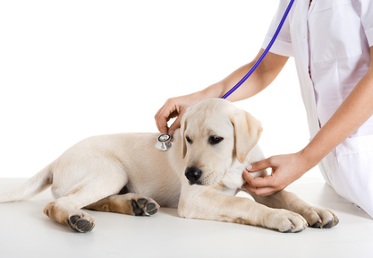 Donazioni di sangue tra cani, a Pisa un centro specializzato