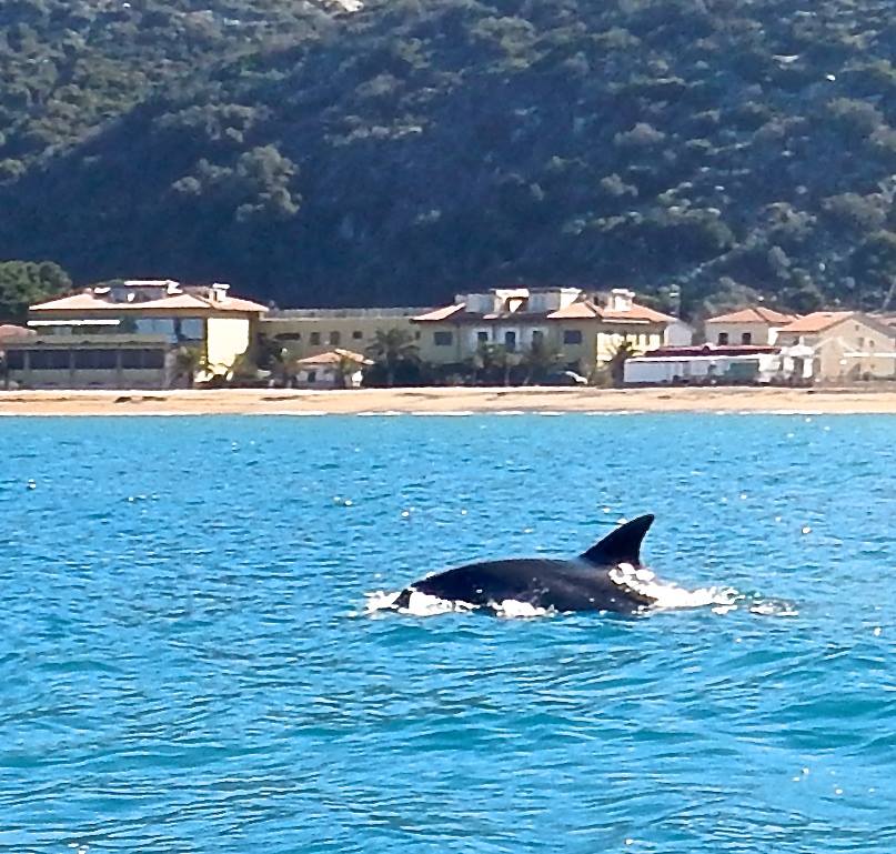 Due delfini sguazzano nelle acque del Giglio