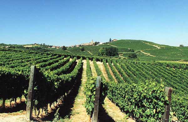 Per la riconversione dei vigneti toscani pronti 17 milioni: “Il 95% delle viti destinati a vino di qualità”