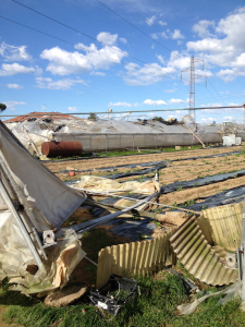 Agricoltura flagellata dal vento. In Toscana distrutti capannoni, serre, vigneti ed oliveti