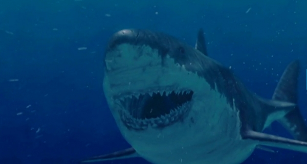 “Quando in Valdelsa c’era il mare”, a Castelfiorentino in mostra i denti del temibile Megalodon