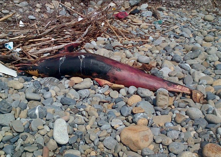 Delfino spiaggiato all’Elba. Preoccupazione Legambiente, morbillivirus o caso isolato?