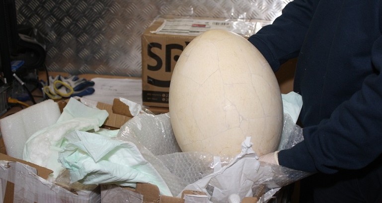 Uovo fossile da 100mila dollari. Tenta di mandarlo in Usa, bloccato in dogana