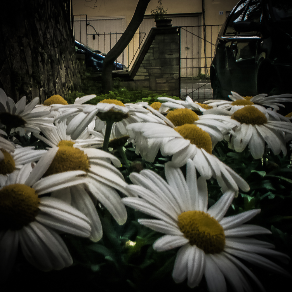In fiore