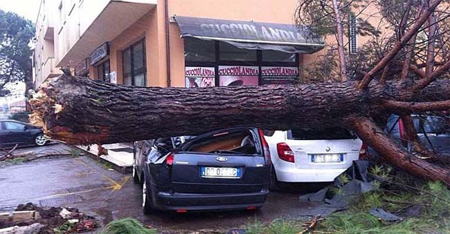 Alberi caduti e strade interrotte. Vento fino a 100 km/h. Crolla un masso, muore in auto