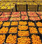 Ortofrutta motore dell’Italia. 491 mila aziende e una produzione da 12,8 miliardi. …