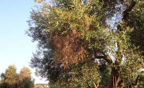 Xylella: dall’embargo francese una minaccia reale per l’economia pugliese e l’immagine del …