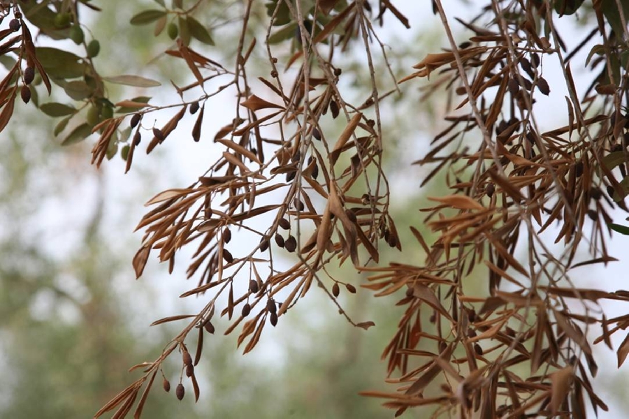 Xylella in Francia. Agricoltura italiana unanime: «Soluzioni condivise per l’emergenza»