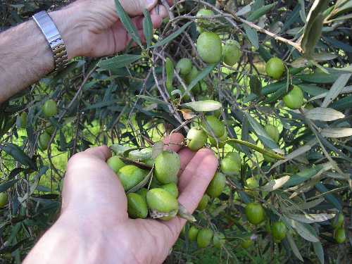 Molise, le innovazioni in olivicoltura si presentano a Tuttofood