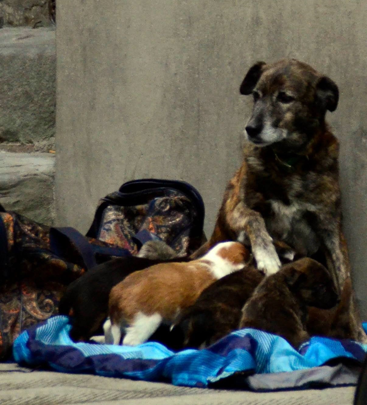 Elemosina in cambio di cuccioli. Cani venduti per 2 euro, appello Enpa per ritrovarli