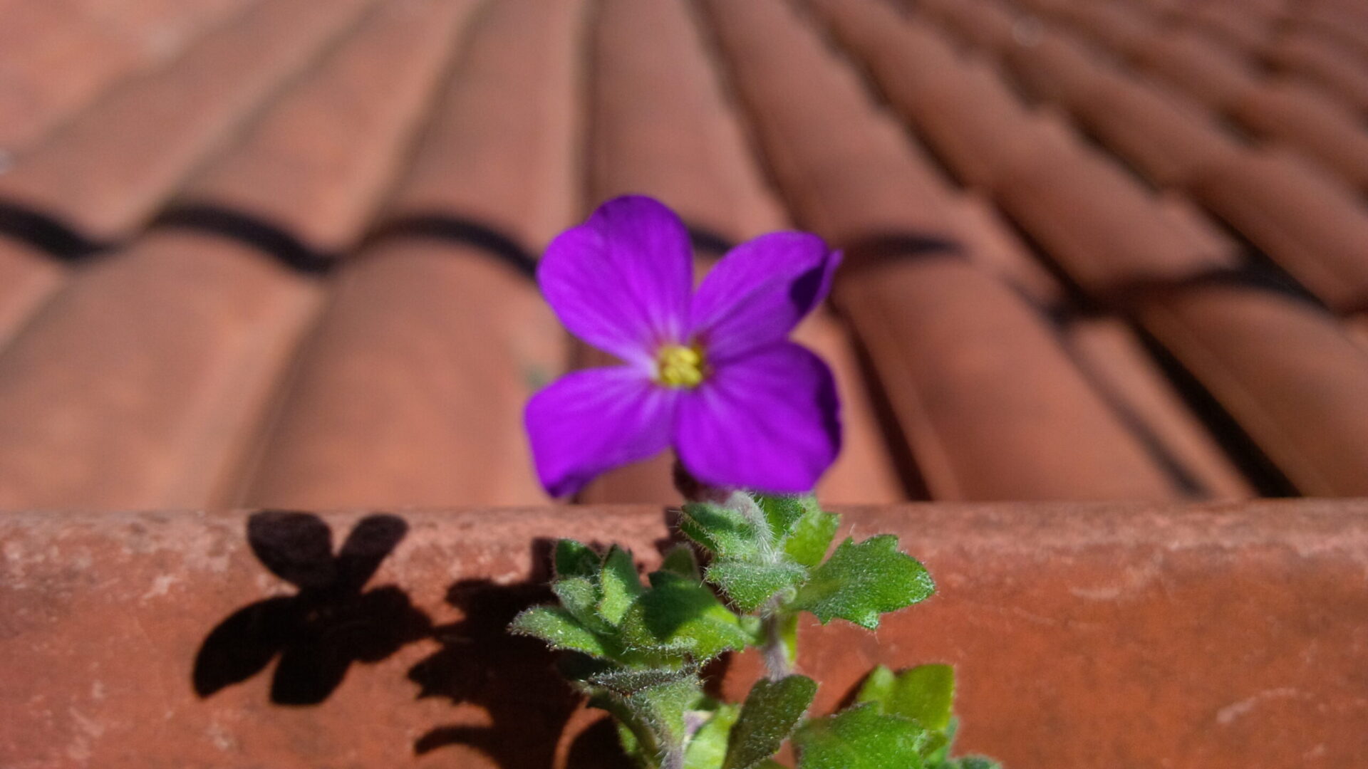 Dillo con un fiore