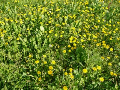 Erbe spontanee, riconoscerle e usarle. Un corso in Mediateca tra erboristeria e cucina