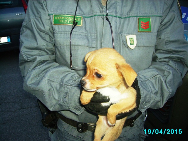 Traffico di Chihuahua. Cuccioli dall’Ungheria a Pisa venduti con annunci pubblicitari