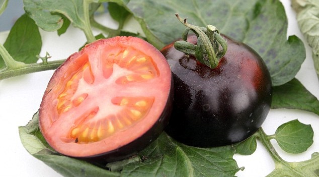 Il frutto della ricerca. Da Pisa il pomodoro nero ricco di antiossidanti