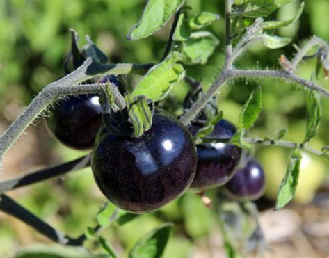 La ricerca nel carrello. Il pomodoro nero sbarca nei supermercati